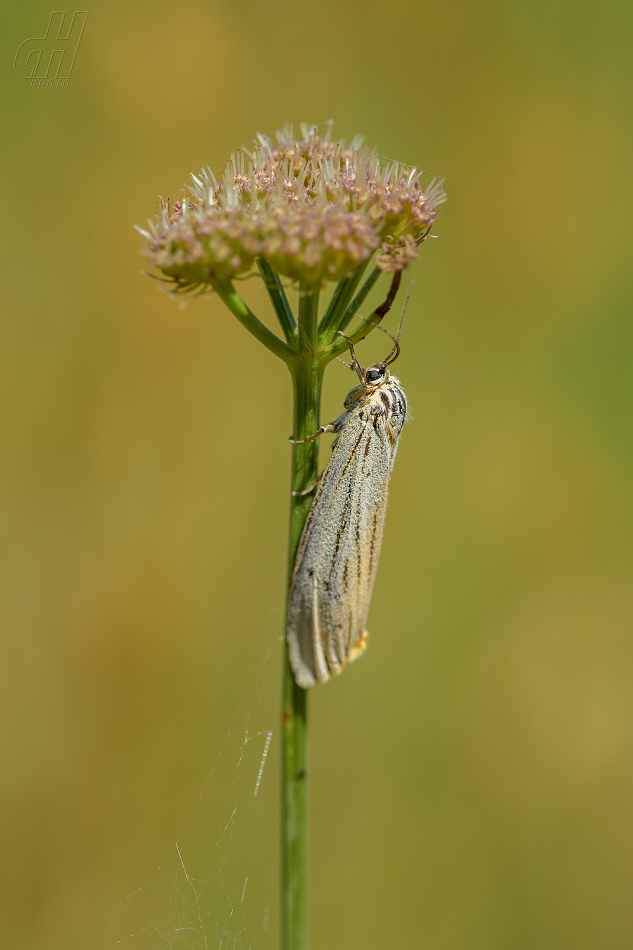 přástevník jestřábníkový - Spiris striata