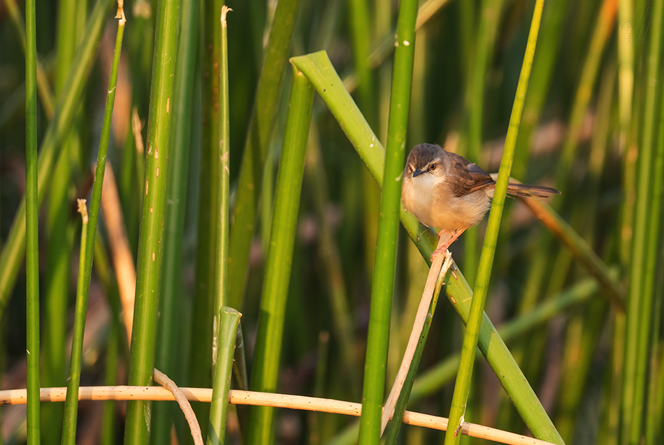 prinie afroasijská - Prinia subflava