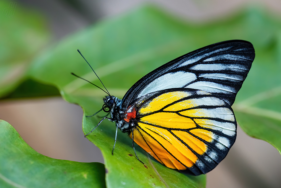 Prioneris philonome