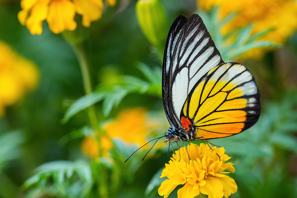 Prioneris philonome