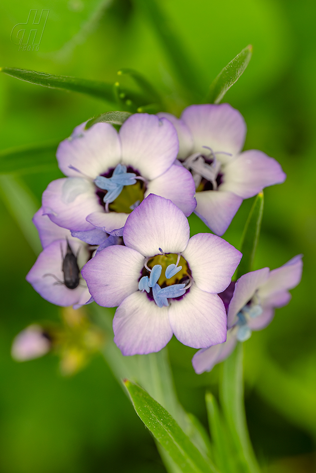 proměnka trojbarvá - Gilia tricolor