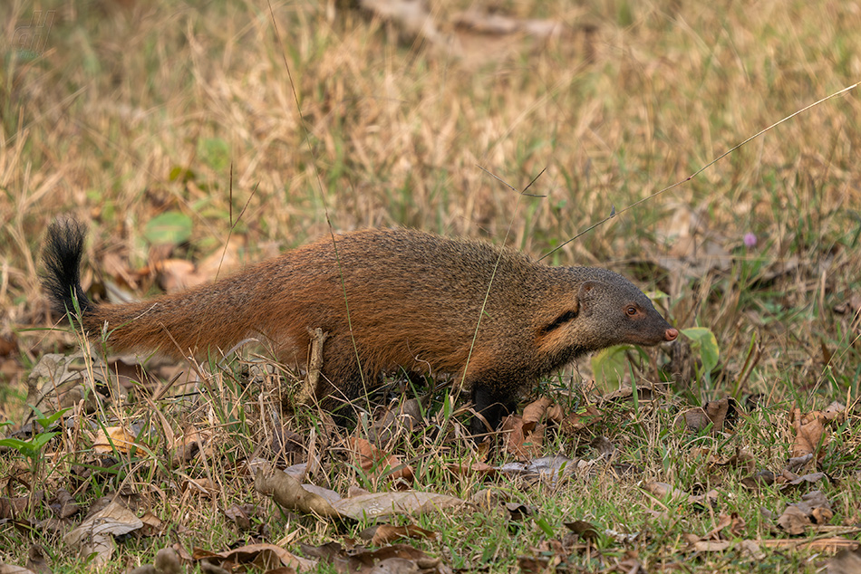 promyka pruhovaná - Herpestes vitticollis