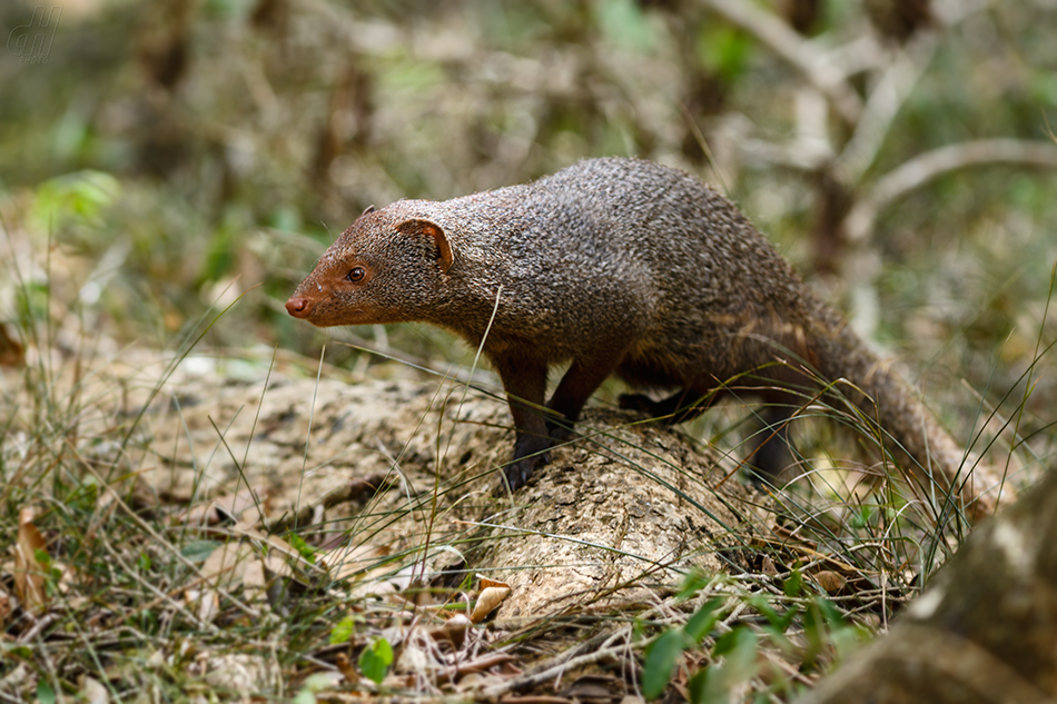 promyka rudá - Herpestes smithii