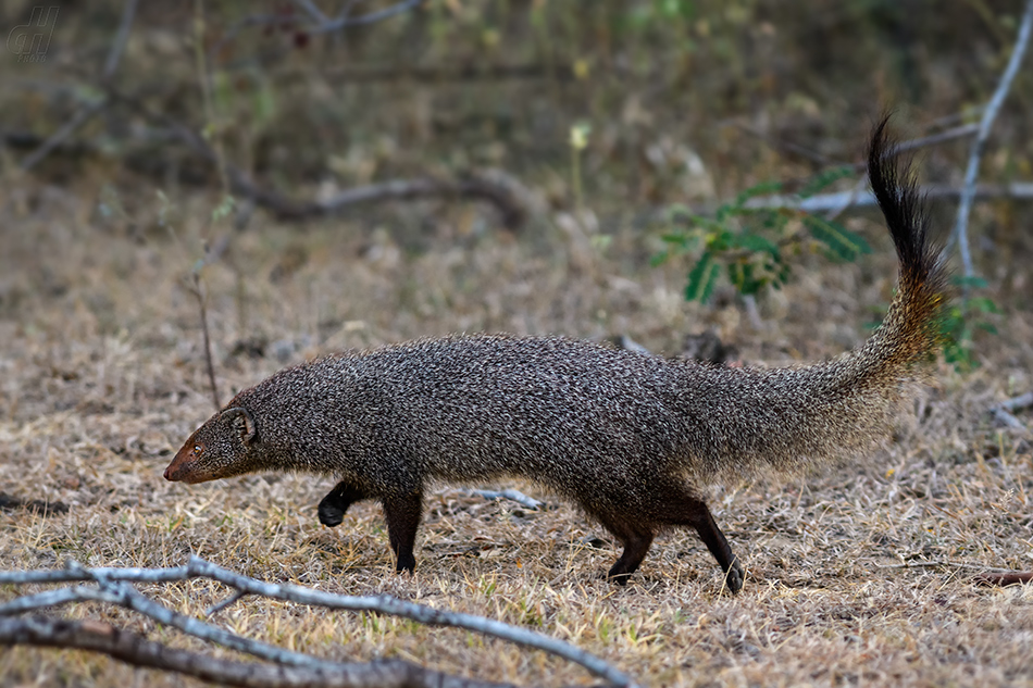 promyka rudá - Herpestes smithii