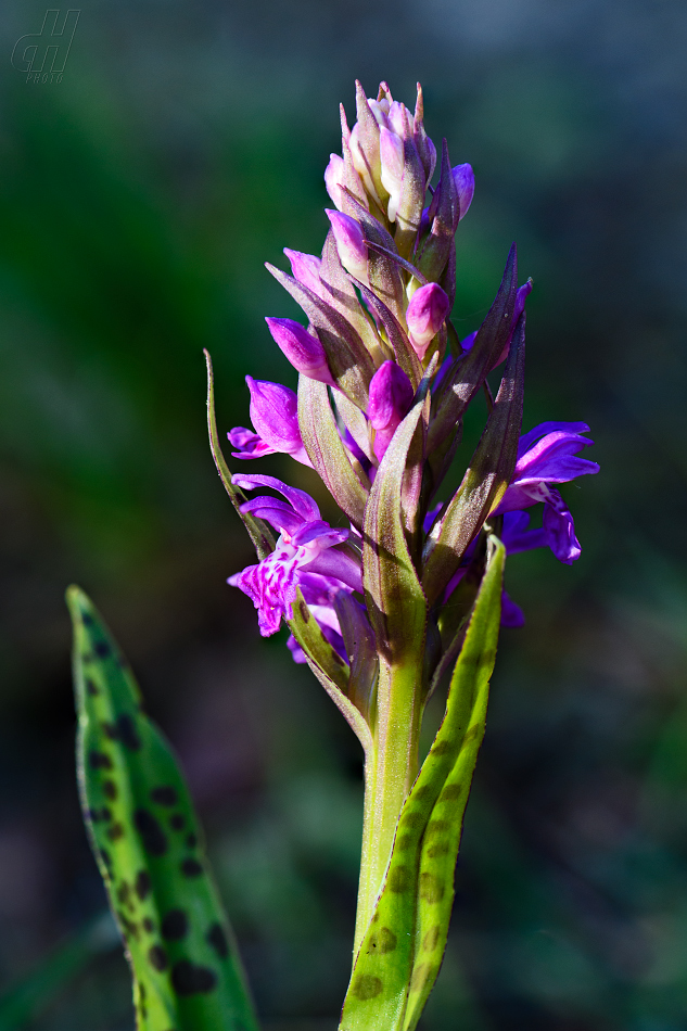 prstnatec májový - Dactylorhiza majalis