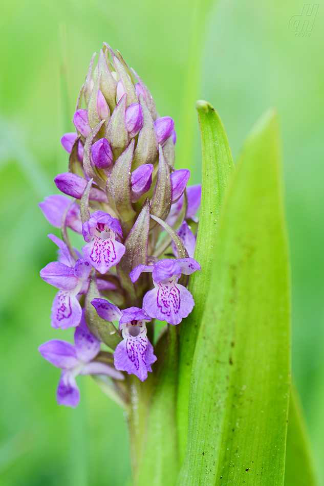 prstnatec pleťový - Dactylorhiza incarnata