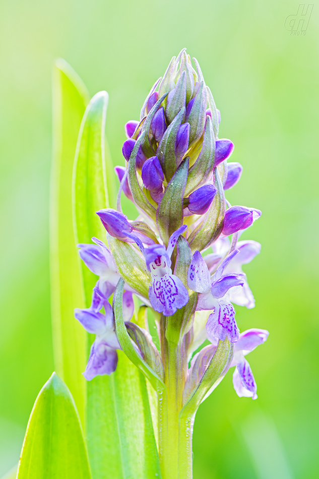 prstnatec pleťový - Dactylorhiza incarnata