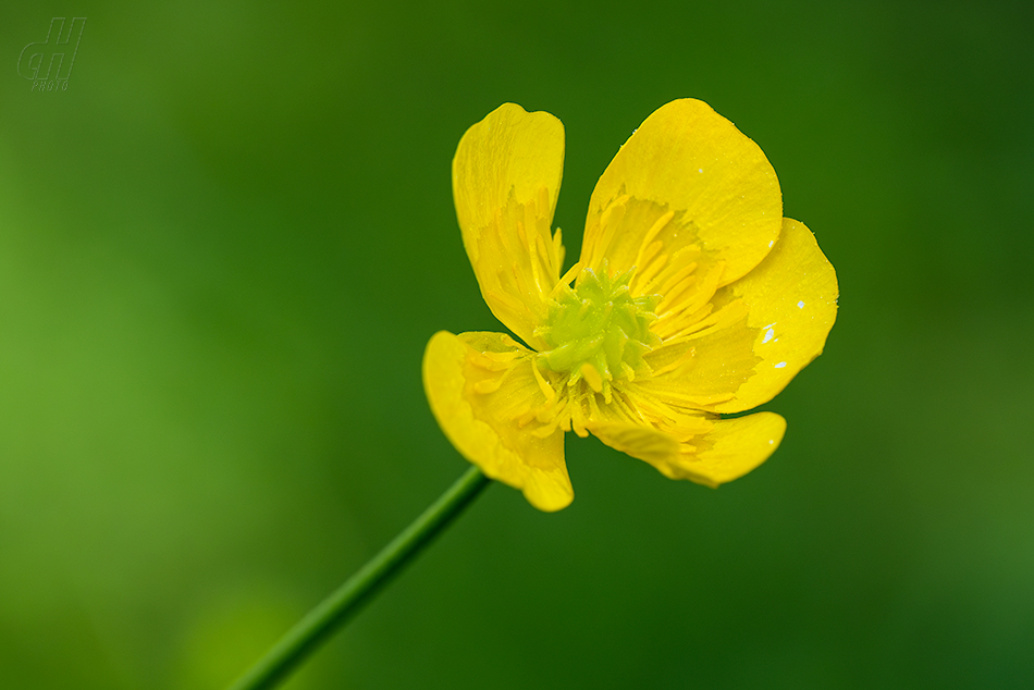 pryskyřník prudký - Ranunculus acris