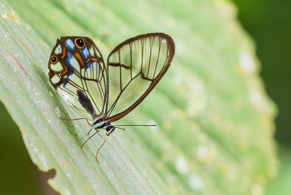 Pseudohaetera hypaesia