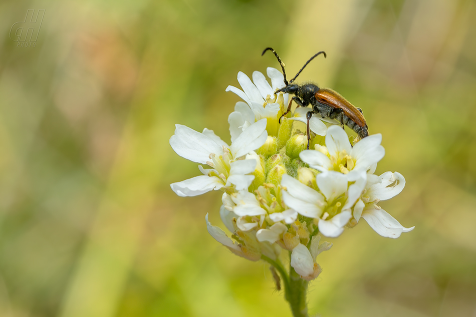 Pseudovadonia livida