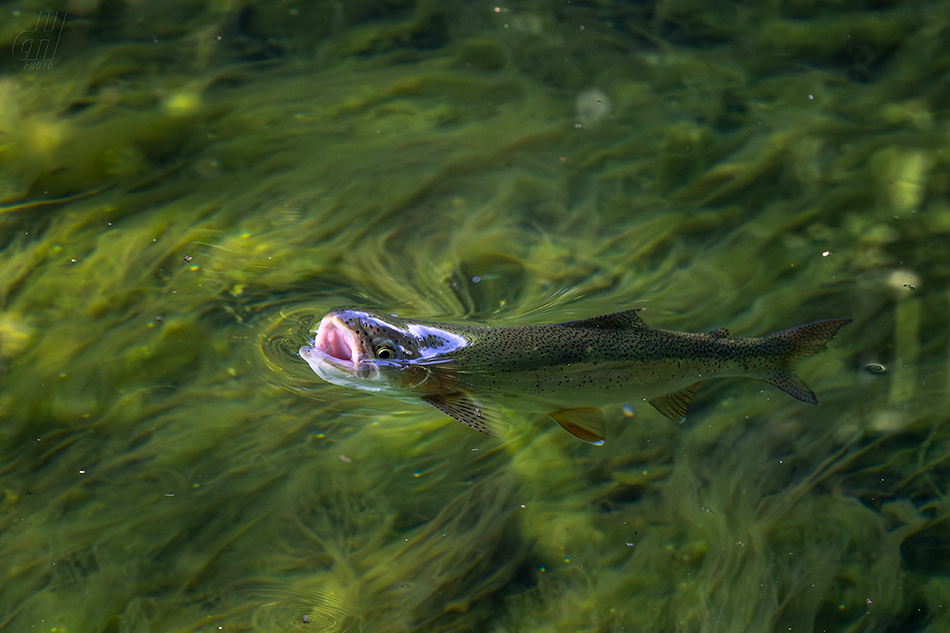 pstruh obecný - Salmo trutta