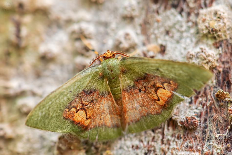 Pyrochlora rhanis