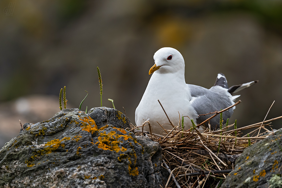 racek bouřní - Larus canus