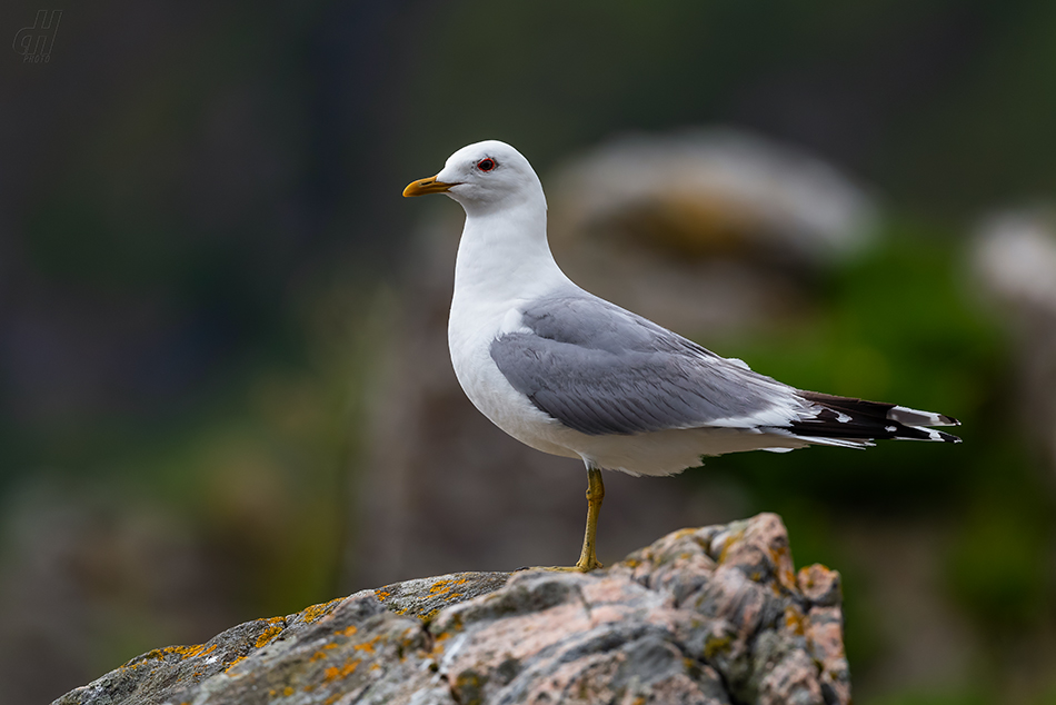 racek bouřní - Larus canus