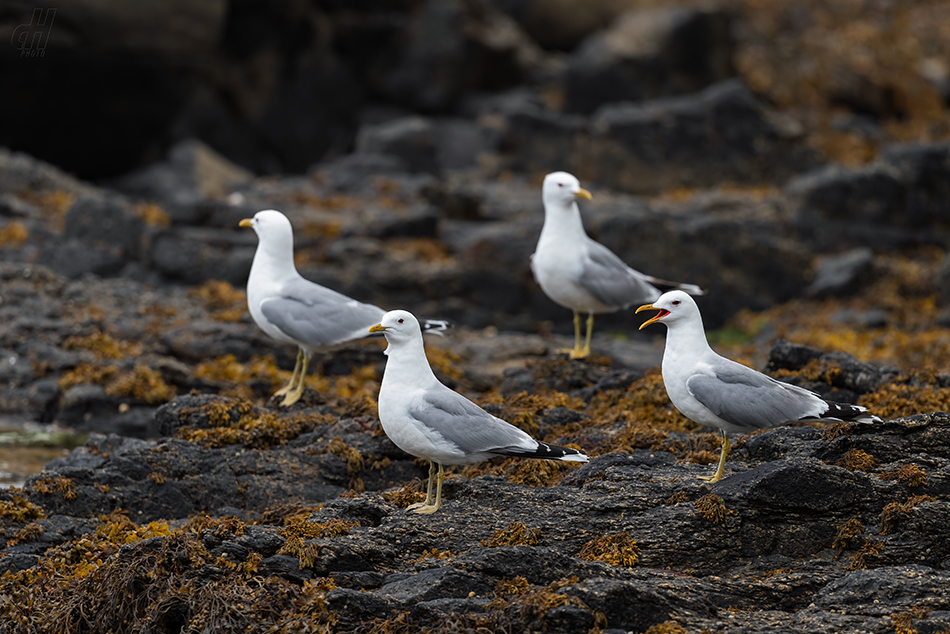 racek bouřní - Larus canus