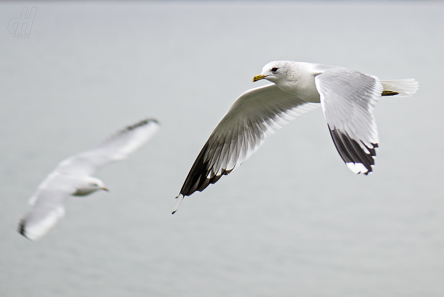 racek bouřní - Larus canus