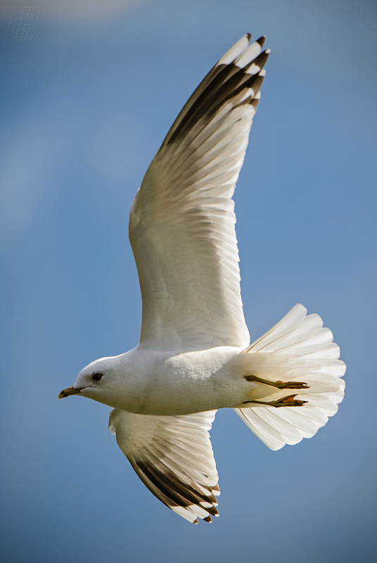 racek bouřní - Larus canus