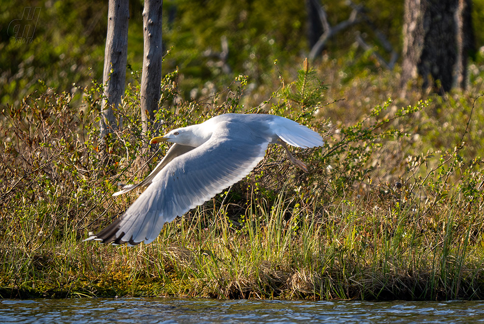 racek bouřní - Larus canus