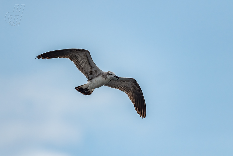 racek karibský - Leucophaeus atricilla