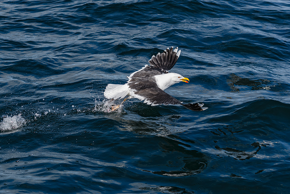 racek mořský - Larus marinus