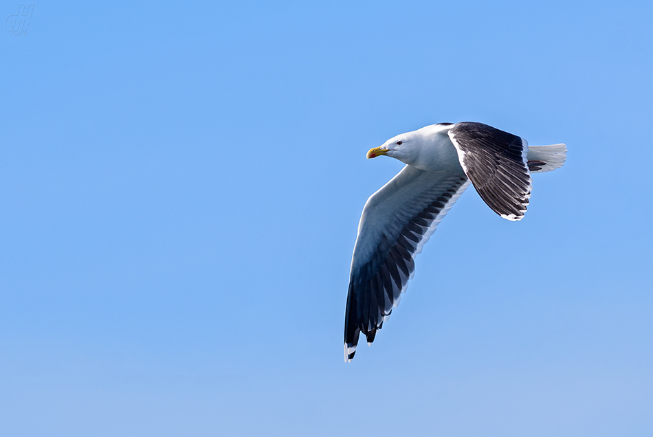 racek mořský - Larus marinus