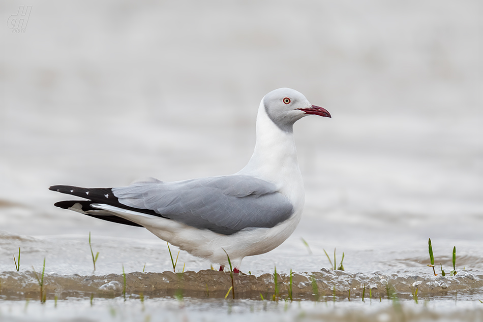 racek šedohlavý - Chroicocephalus cirrocephalus