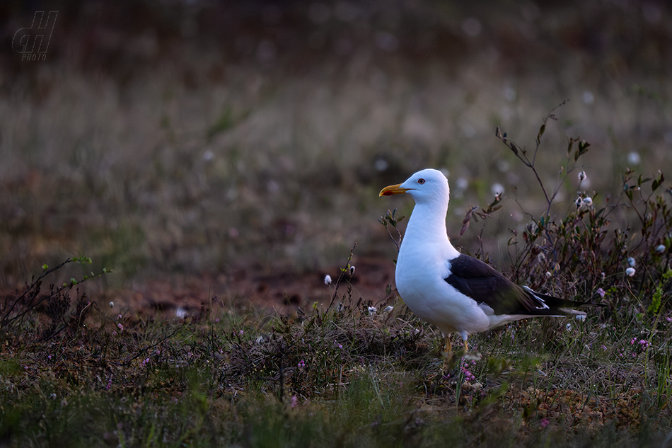 racek žlutonohý - Larus fuscus