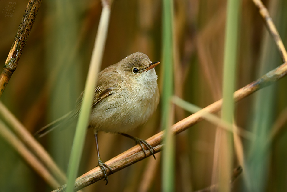 rákosník obecný - Acrocephalus scirpaceus