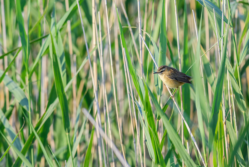 rákosník proužkovaný - Acrocephalus schoenobaenus