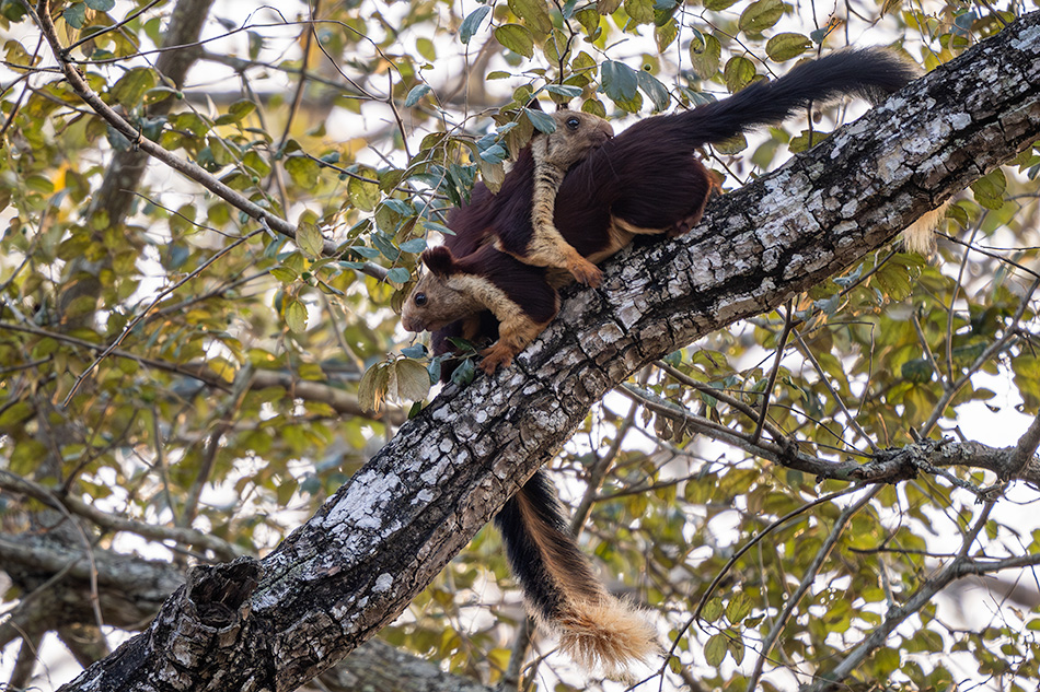 ratufa obrovská - Ratufa indica