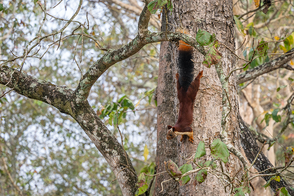 ratufa obrovská - Ratufa indica