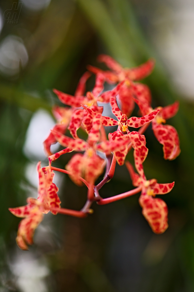 Renanthera monachica