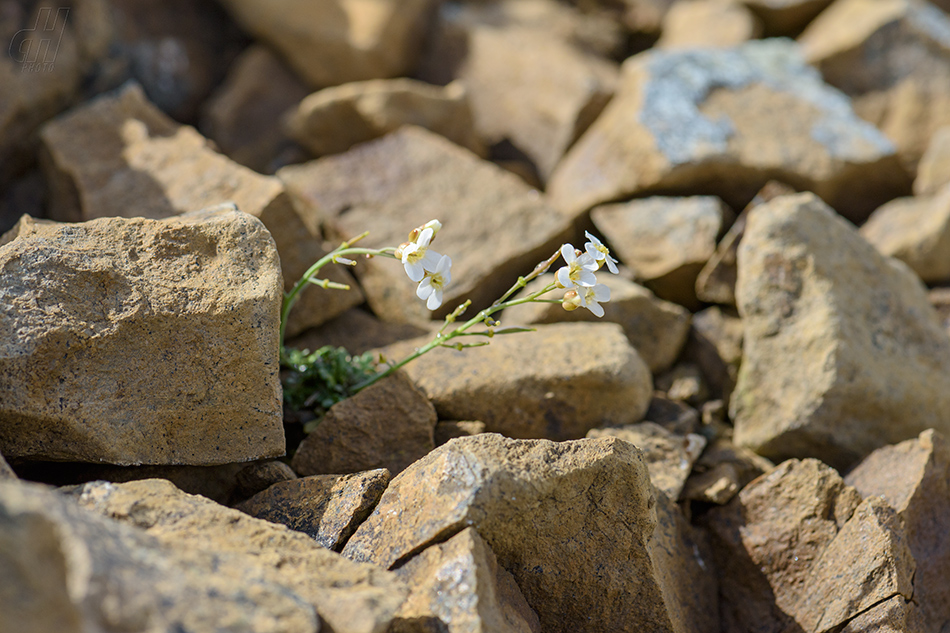 řeřišničník skalní - Arabidopsis petraea