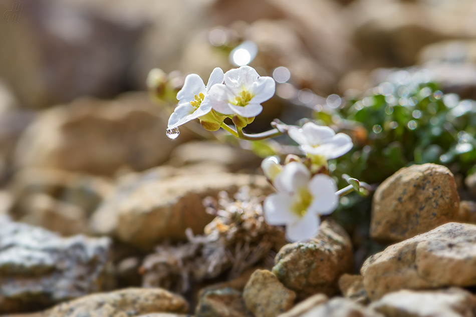 řeřišničník skalní - Arabidopsis petraea