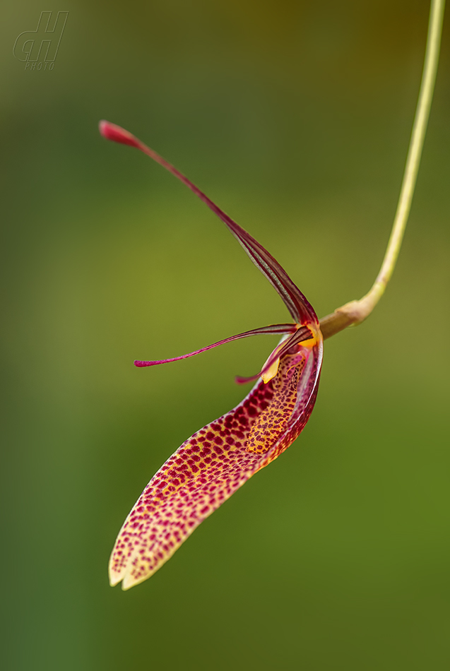 Restrepia contorta