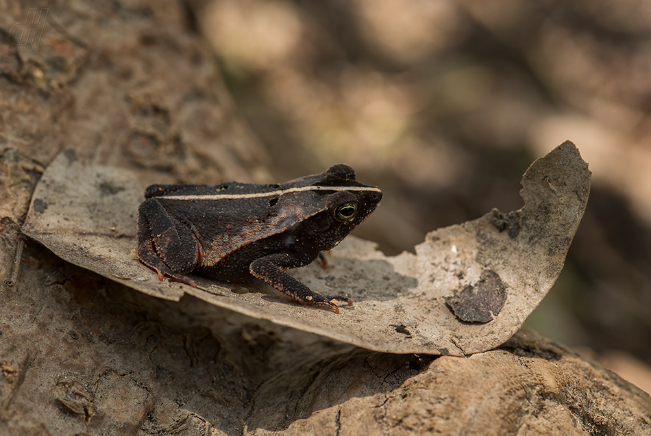 Rhinella alata