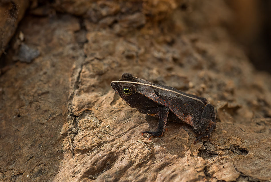 Rhinella alata