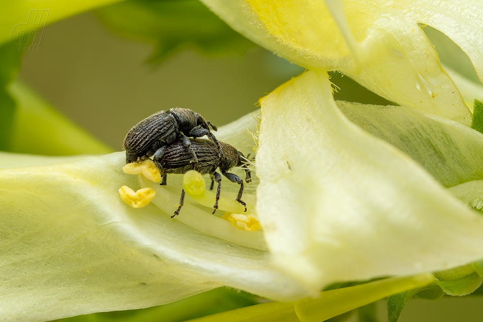 Rhinusa antirrhini