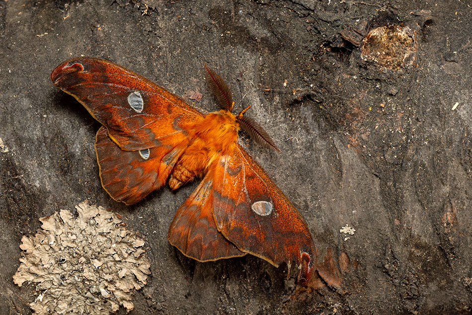 Rhodinia fugax