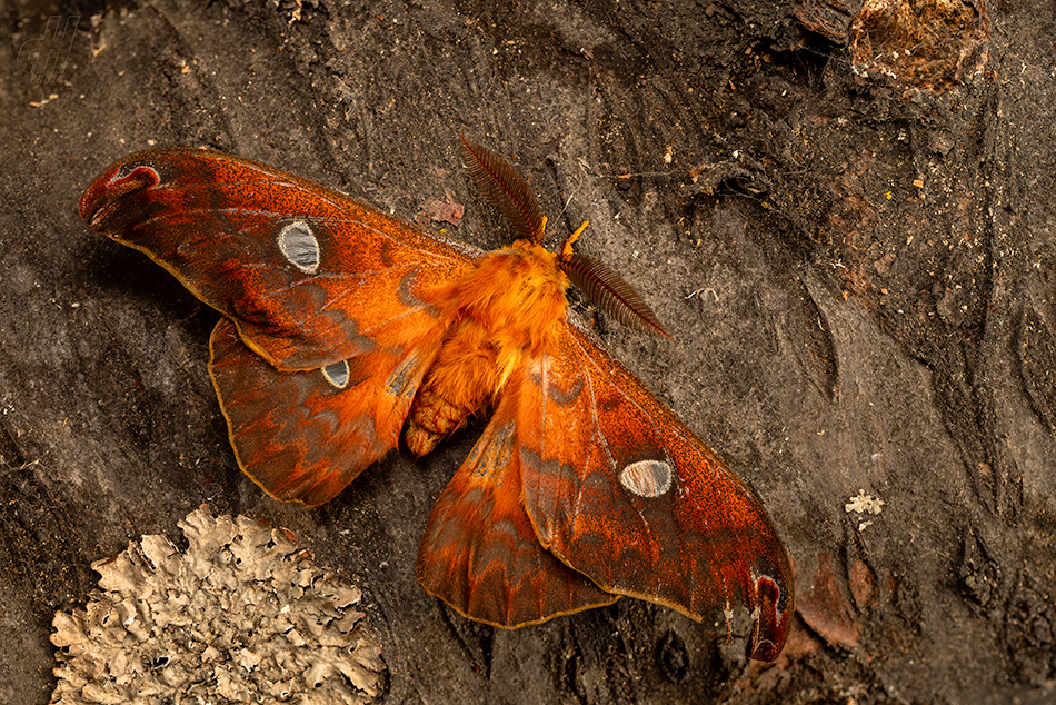 Rhodinia fugax