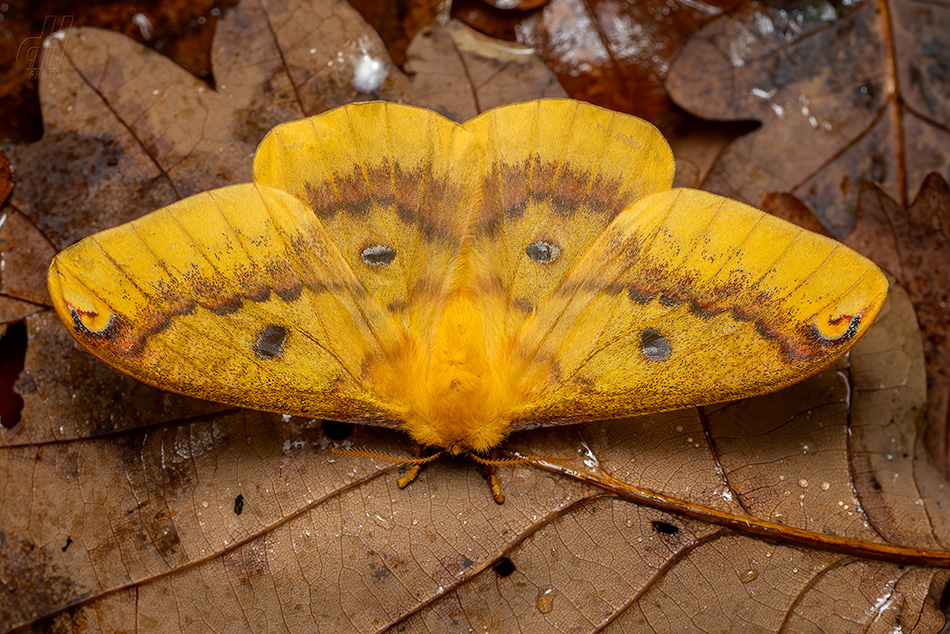 Rhodinia fugax