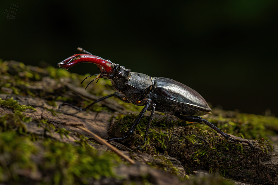 roháč obecný - Lucanus cervus