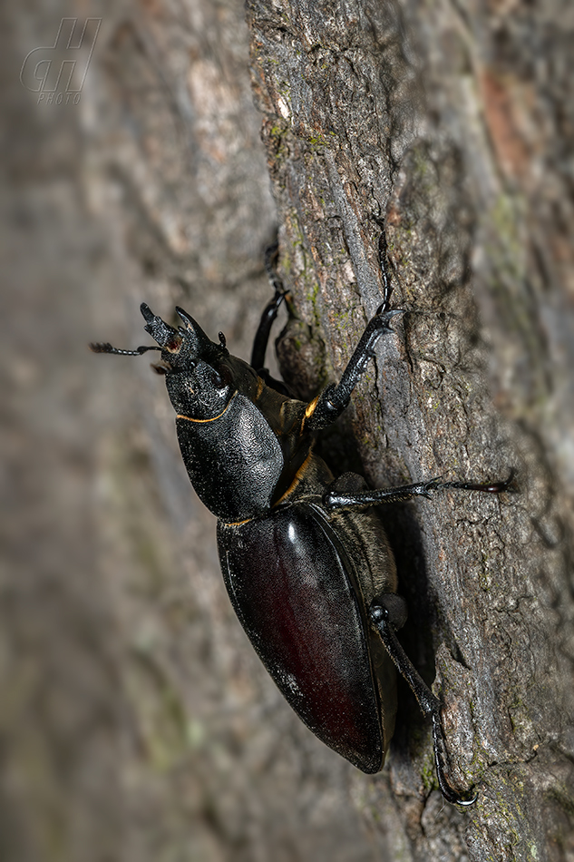 roháč obecný - Lucanus cervus