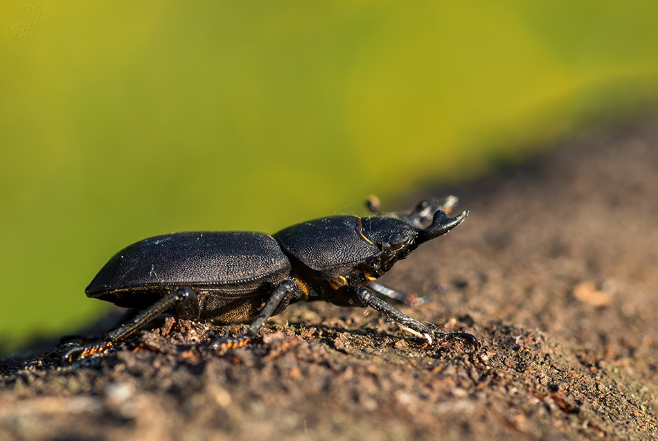 roháček kozlík - Dorcus parallelipipedus