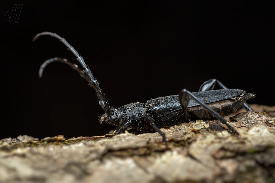 Ropalopus clavipes