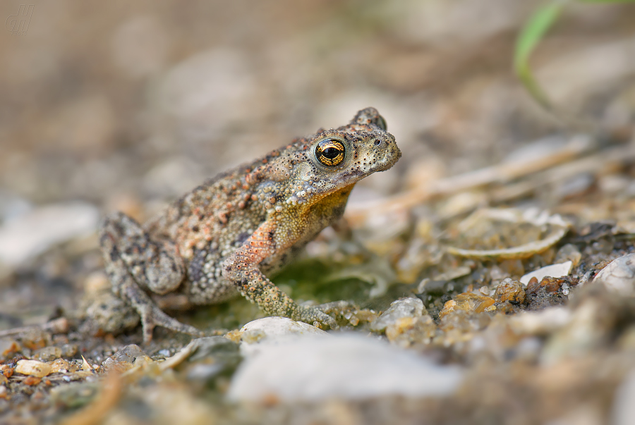 ropucha Fergusonova - Duttaphrynus scaber