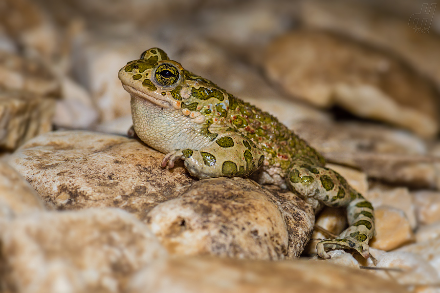 ropucha zelená - Bufotes viridis