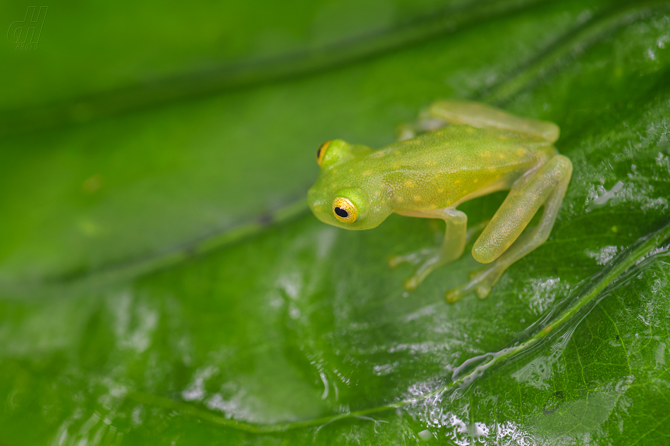 rosněnka Fleischmannova - Hyalinobatrachium fleischmanni