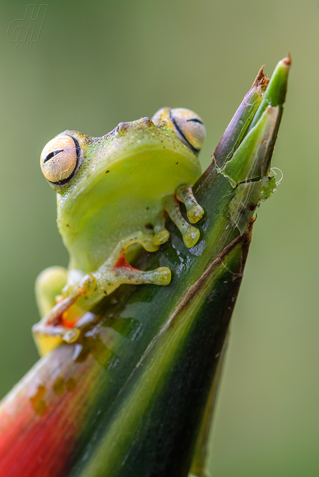 rosnička narezlá - Hypsiboas rufitelus