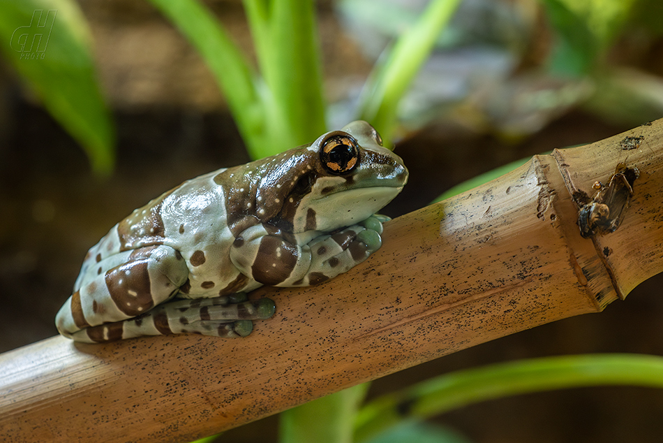 rosnička včelí - Trachycephalus resinifictrix